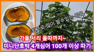 미니 단호박 보우짱 4개심어 150개 딸수 있을까요? 서리올때 까지 따먹자~ 비닐하우스 텃밭 단호박 따는시기…