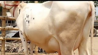 ঈদ উপলক্ষে ৩১ গাভী কিনলো গাড়ি ভাড়া ফ্রি।