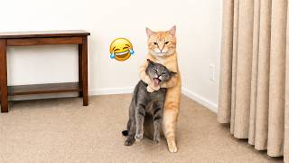【爆笑注意】😹 笑うなチャレンジ！猫のおもしろ動画2026 🐈