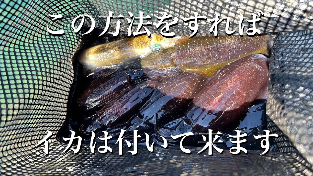 【エギング】アオリイカがエギを諦めない方法があります