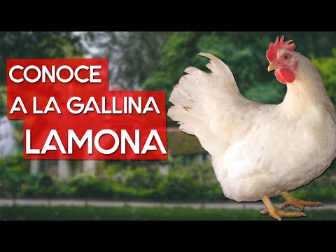 , title : 'Gallina lamona 🐔 Una raza de gallina de rápido crecimiento'