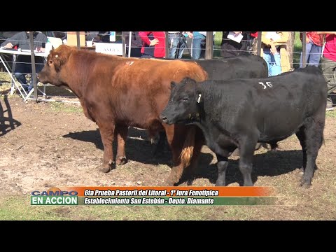 Angus 6ta prueba Pastoril del litoral - Alfredo Gusmán