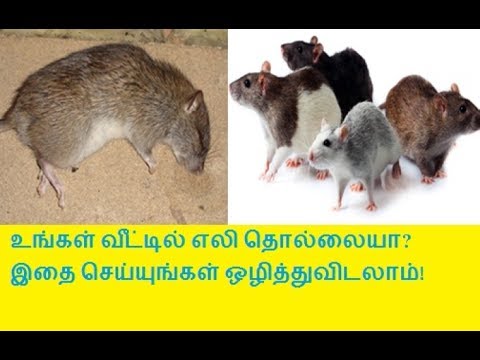 வீட்டில் எலி தொல்லையா? இதை செய்யுங்கள் ஒழித்துவிடலாம்