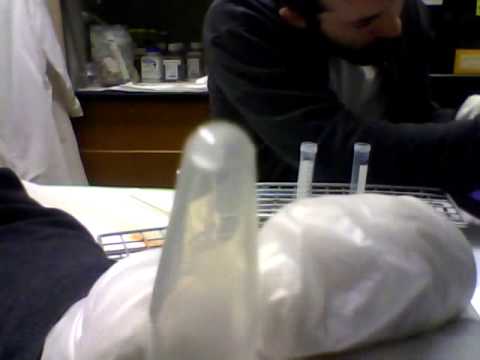 Resuspension of Purified Plasmid FGF4