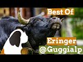 Best Of Eringer Kühe Vache D Hérens Auf Der Guggialp Lötschental