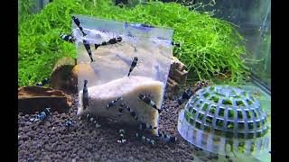 PEIWEN Microbiological Bag 10ks