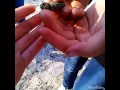 Мой день рождения! Мне 12 лет. Ящерица, клубника 
