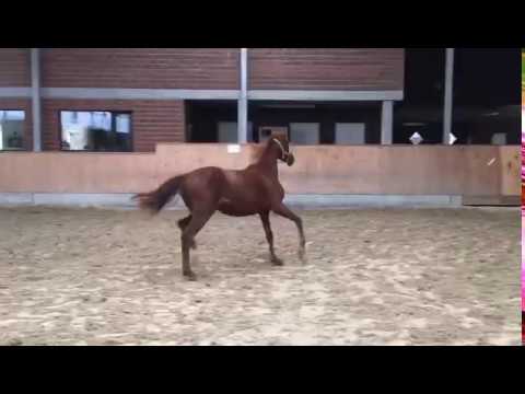 De Beau x Furst Fohlenhof x Belissimo filly