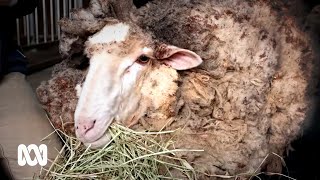 Re: [新聞] 羊逃家6年「背40kg厚毛外套」瀕死　救援