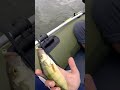 Video Thumbnail for Summer fishing Perch  #short #fishing #subscribe #shorts