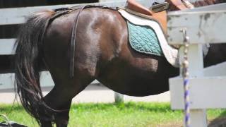 preview picture of video 'Poney Club Blainville 2010'