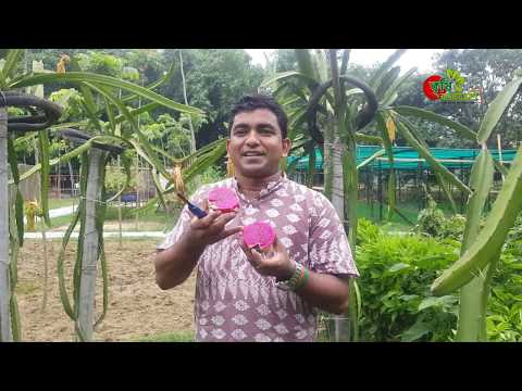ড্রাগন ফল ( Dragon fruit) এর সৌখিন চাষ