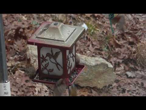 Finch Frenzy -  House, Purple and Goldfinches.