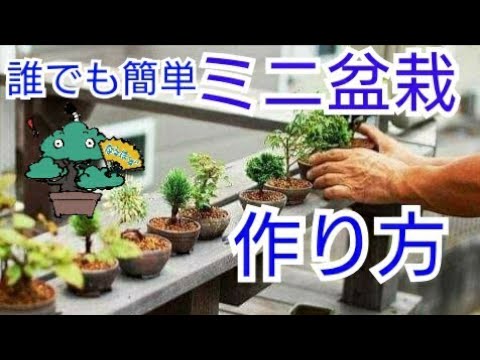 園芸 フィカス高麗人参、簡単な盆栽