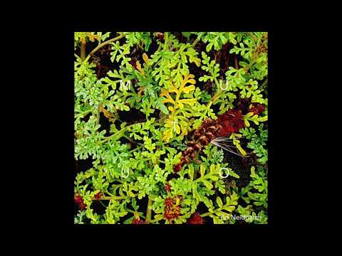 Ed Neidhardt - Mutuo [Full EP]