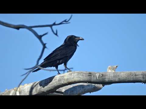 Common Raven