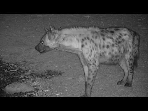 Djuma: Hyenas at pan getting drink - 08/05/19