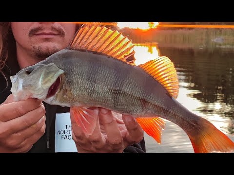 NÄIN HEITTOKALASTAT VAAPULLA | AHVENEN HEITTOKALASTUS | HIENO KALASTUSMUOTO