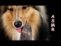 ASMR Dog Eating Beef Jerky Tingly And Satisfying Sounds No Talking
