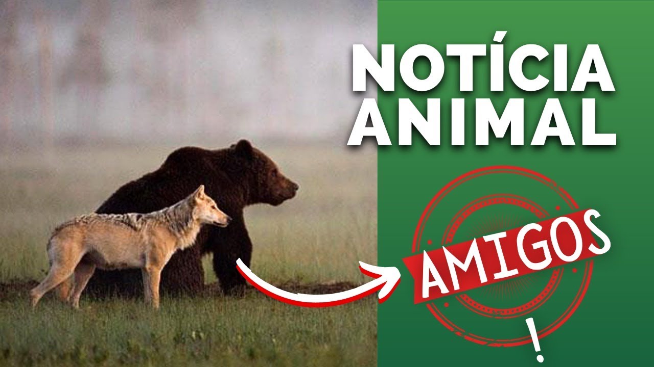 AMIZADE ENTRE UM URSO E UMA LOBA! ARANHA HARRY POTTER! RESGATE BEBÊ PEIXE-BOI! FILHOTES RINOCERONTES