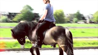 Stoeterij frá Skoti | Icelandic Horses | Open Day 26.04.2014