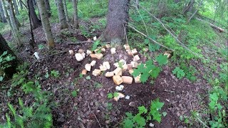 Приманка для охоты на копытных