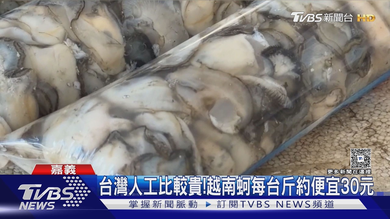 影音/越南混充蚵難辨! 饕客直奔產地東石 鮮蚵1斤約170元