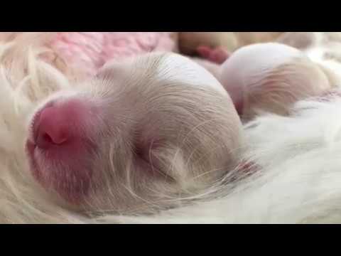 Farina 2019 02 17 Film 01 540p