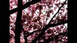 current 93 Hypnagogue