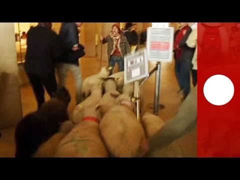 Овце превзеха Лувъра