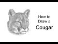 How To Draw A Cougar Mountain Lion Head Detail