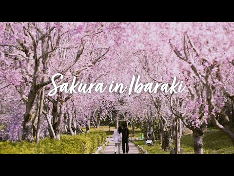 Enjoy cherry blossoms in Ibaraki!