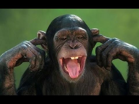 Les singes ne sont-ils pas les plus drôles ? - compilation de singes drôles