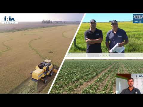 Día de campo: Arroz - UEPL. Rotaciones