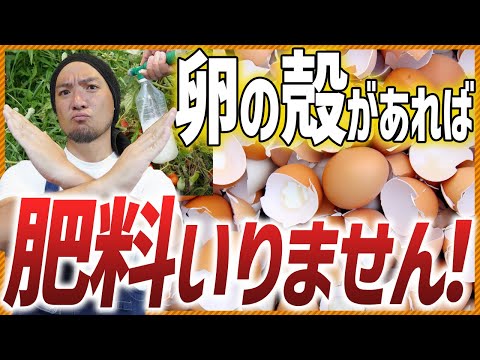 イラクサの肥料はトマトの肥料になる