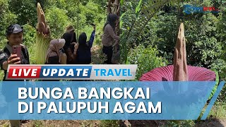 Wisatawan Mancanegara Antusias Lihat Bunga Bangkai Amorphophallus Titanum di Palupuh Agam