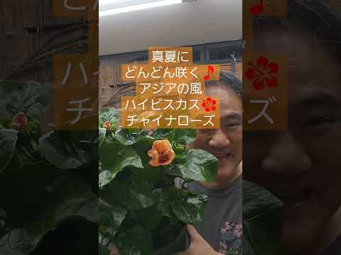 巨大なハイビスカス、多年草のハイビスカス 植物