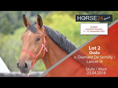 Horse24 Special - Auktion Zuchthof Stockem: Lot 2 Dudu Stute v. Diamant De Semilly  -  Lancer III
