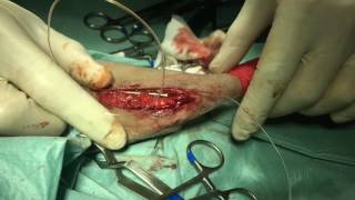 Coixera en gossos: el cas d&#39;en Gaby | Clínica Veterinària del Mar Barcelona