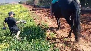 جولة جميلة في المزرعة مع الخيولUm belo passeio pela fazenda com cavalos