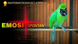 Download lagu 🔴EMOSI SPONTAN‼️CUCAK IJO GACOR NGENTROK UNTUK MASTERAN DI LAPANGAN mp3