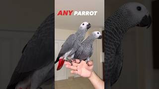 Challenging vs Easy Parrot #animals #bird