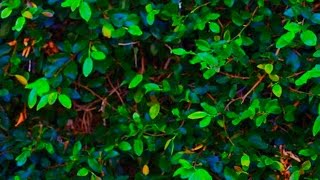 Rockie Fresh - I Need