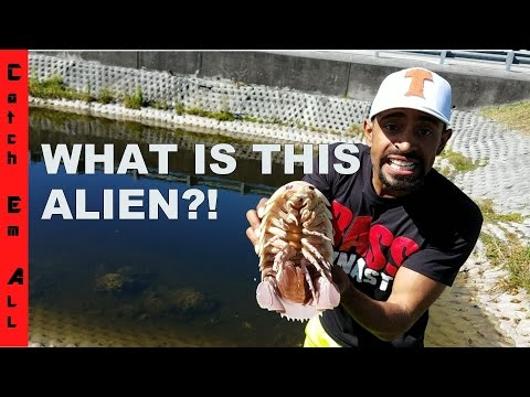 What is this ALIEN Caught in a CANAL by HOOTERS!