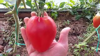 Урожайный и устойчивый томат