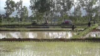 preview picture of video '2011 Rijstoogst Phu Katae - Dam na'
