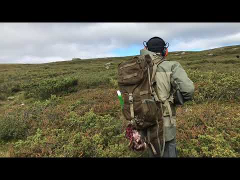 Ripjakt @fjallbackenlodgebruksvalla3007