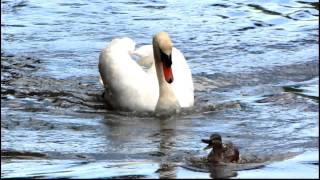 preview picture of video 'Cob swan attacks and clears the way'