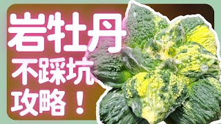 買岩牡丹不踩坑！超值農場我推薦！| How to buy Ariocarpus |《葛斯怎麼種》71