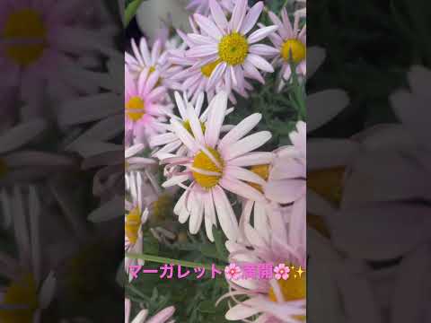 コールドフレームの作り方は？春に向けて準備万端！  庭園